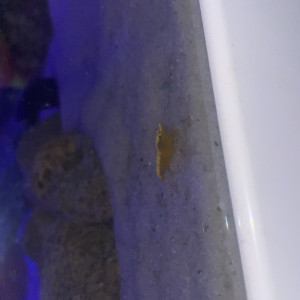 Crevette neocardina échange contre poisson