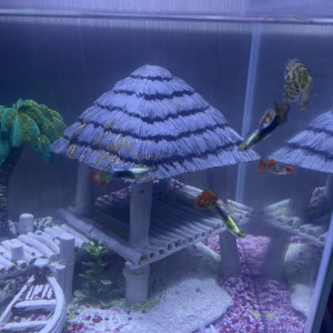 Guppy léopard long voile