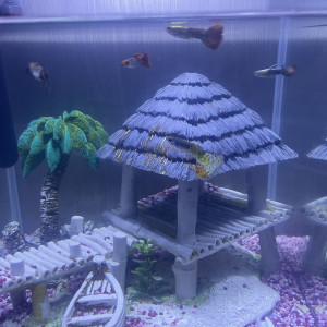 Guppy léopard long voile