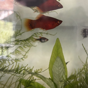 Platy
