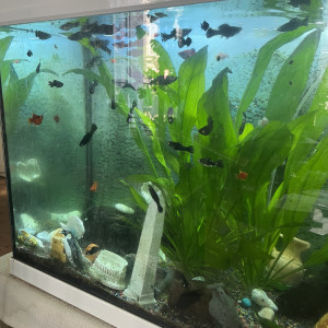 Donne poissons Molly et Platy