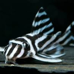 hypancistrus zebra l046 3.5cm