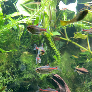 Tetra glowlight / fire neon