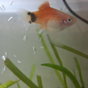 Vends une portée de 5 platys Mickey Mouse