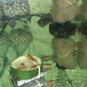 Ancistrus red