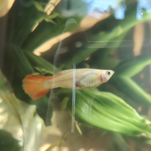 Alevin femelle Guppy Blanche et rouge