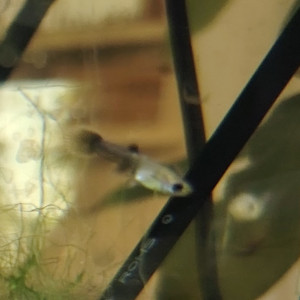 Alevin femelle Guppy Noire et blanche