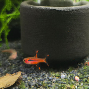 Rasbora Moustique