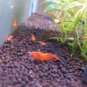 Crevette Orange Sunkist.