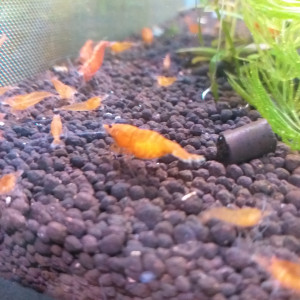 Crevette Orange Sunkist.