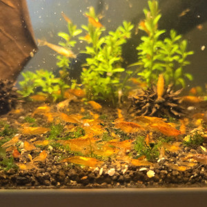 Crevettes néocaridinas orange pumpkin