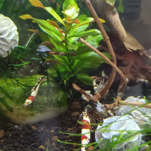 Caridina cf. cantonensis crystal red