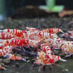 Red Fancy Tiger