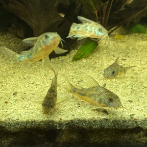 5 corydoras poivre