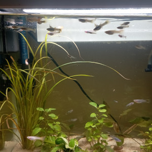 Alevins guppys