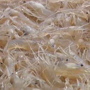 Crevettes fraîche