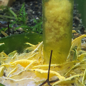 Crevette neocaridina