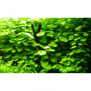 hydrocotyle leucocephala