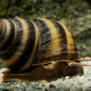 taia naticoide (piano snail)