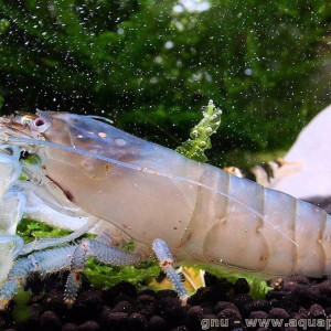 Crevette du gabon