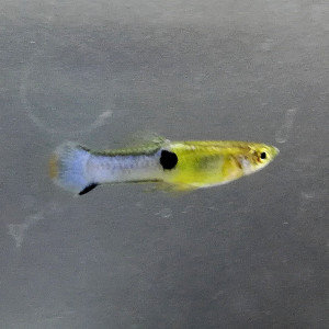 Bleu de rorota (guppy)