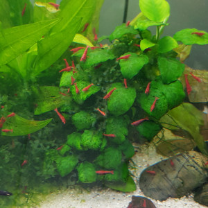 Crevettes sakura red