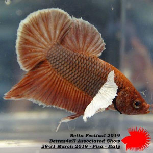 Betta splendens PKHM BIG EARS