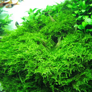 Plantes