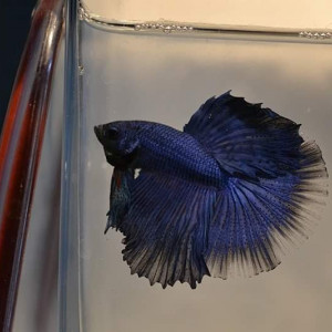 Mâles bettas HM bleus