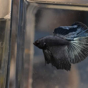 Mâles bettas HM bleus