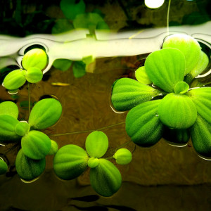 Pistia ou laitue d'eau