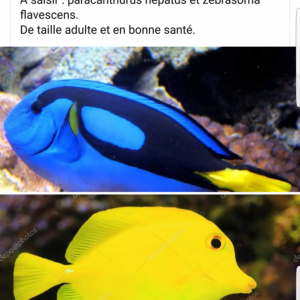 A vendre : 1 paracanthurus hepatus et 1 zebrasoma flavescens