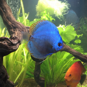 Vente de DISCUS