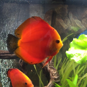 Vente de DISCUS