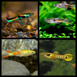 Guppys mâles et femelles