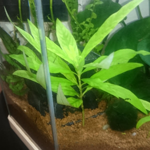 Vend plantes aquarium
