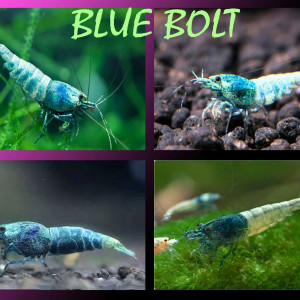 Lot 15 crevettes / BLUE BOLT /pour 30 €