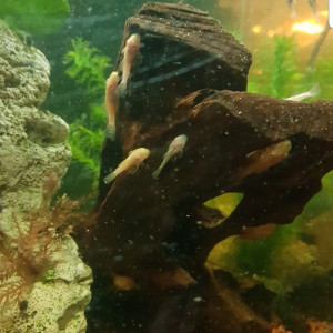 Ancistrus