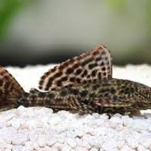 Nombreux plecos