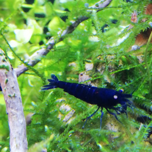 Crevettes tiger blue royal