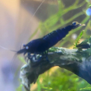 Crevettes tiger blue royal