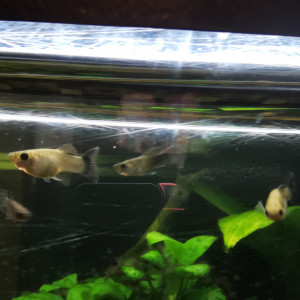 VENDS GUPPY NOIR MALES ET FEMELLES