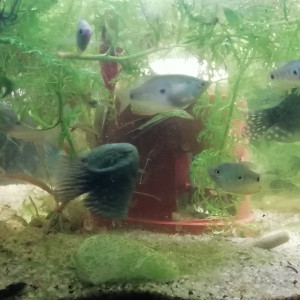 Jeunes Gouramis Bleu marbré