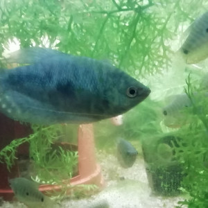 Jeunes Gouramis Bleu marbré