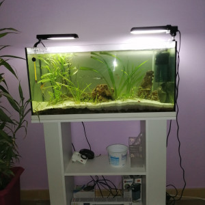 Aquarium 100l