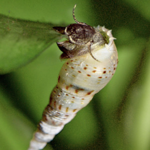 Escargot nettoyeur de sable (Melanoides tuberculata)
