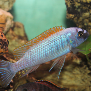 Labeotropheus trewavasae Thumbi West couple