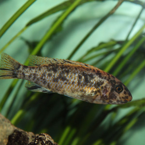 Labeotropheus trewavasae Thumbi West couple