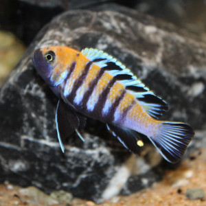 Cynotilapia afra Cobue mâle