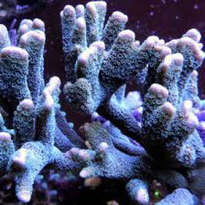 Bouture de Montipora  Digitata bleu